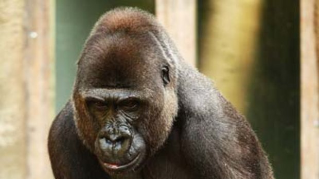 Western lowland gorilla Kriba suckles her baby Kipenzi at Taronga Zoo. The critically endangered gorilla  was born to  Kriba  and father  Kibabu  on January 15.