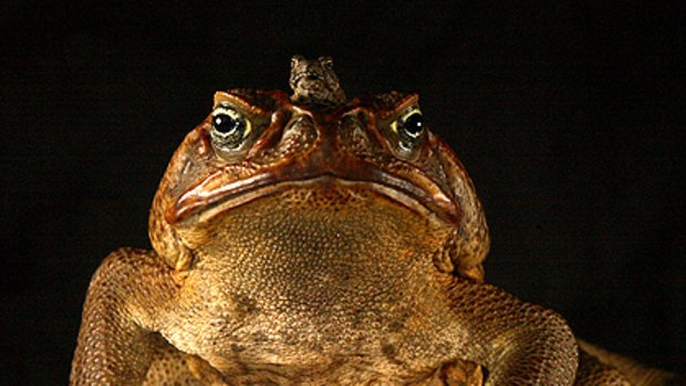 Thousands of cane toads were killed in an annual cull.