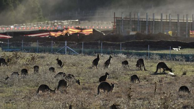 Mob of Kangaroos near the Mount Majura Vineyard.