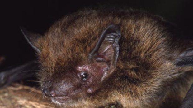 A Christmas Island pipistrelle bat.
