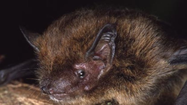 Extinction of bat highlights critical ecosystem failure