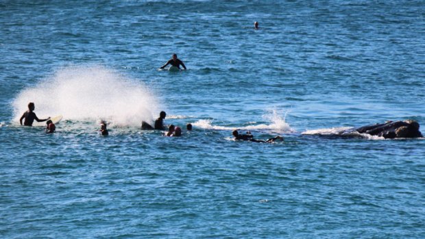 THE MOMENT OF IMPACT:  the 10-metre whale (right) moves its mighty tail near the surfers at Bondi Beach on Sunday.