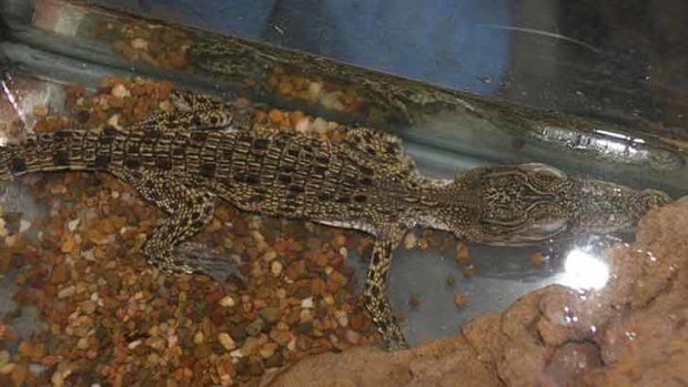 The saltwater crocodile police say they found at a home in Dee Why.