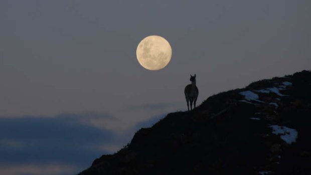 A guanaco in the moonlight.