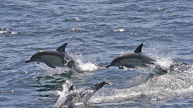A study has revealed a pod of dolphins may have died from a virus.