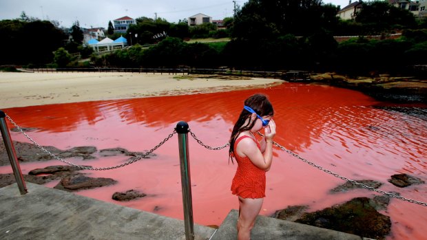 Talulah Doughty, aged 8, looks at the 'red tide' at Clovelly in November 2012. 