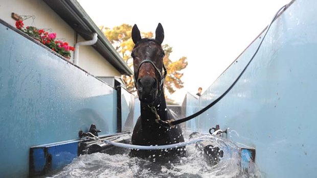 A thoroughbred exercises in the water-walker.