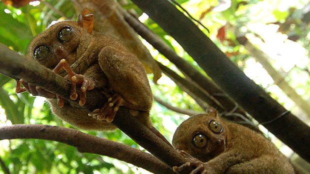 Time for a quiet chat ... two tarsiers chew the fat, silently.