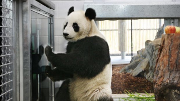 Bear essentials... female giant panda Funi arrived at Adelaide Zoo yesterday, with her mate Wang Wang.