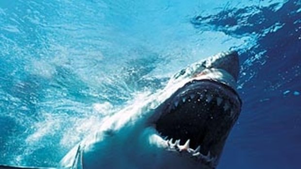 More than 860 sharks including 258 white sharks have now been tagged.