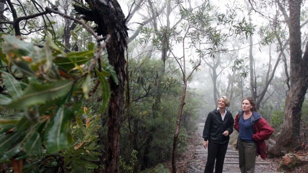 Kristina Keneally ditched her usual dawn bike ride yesterday for an early  bushwalk with Blue Mountains candidate Trish Doyle at the historic Undercliff-Overcliff track. She announced a commitment to fund a $1.24 million upgrade of the  track.