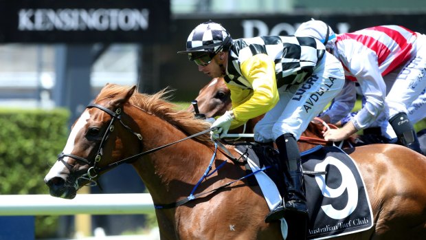 Winning start: Brenton Avdulla rides Exceeds to take out the opening race at Randwick.