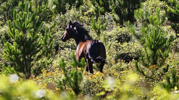In the wild &#8230; 400,000 horses are feral.