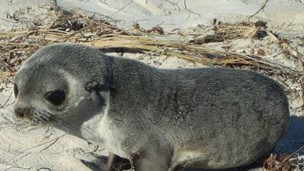 A young sub-Antarctic fur seal recently washed up on a Perth beach.
