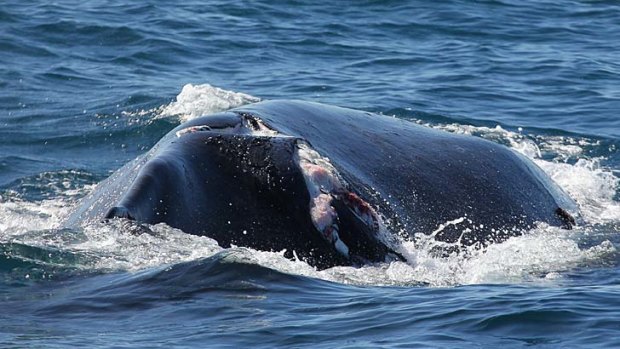 A humpback whale hit by the ferry Collaroy in Sydney Harbour, photographed just off North Head outside the harbour.