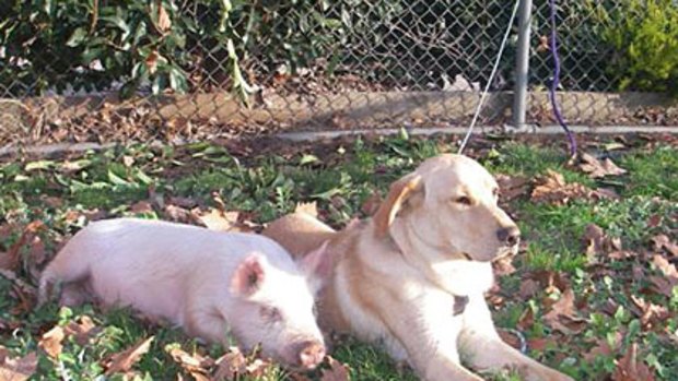 A lost dog and his friend, a pig, in Whittlesea.