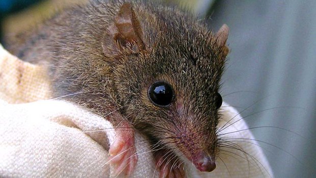 Agile antechinus.