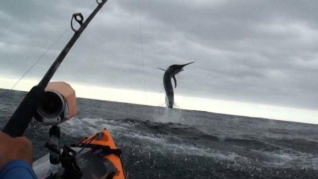 Caught on camera ... a still from Jeff Sheppeard's video shows him finally fighting a marlin.