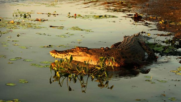 A fisherman has gone to great lengths to save a crocodile he accidently captured, sharing a bed with it so he could watch it.