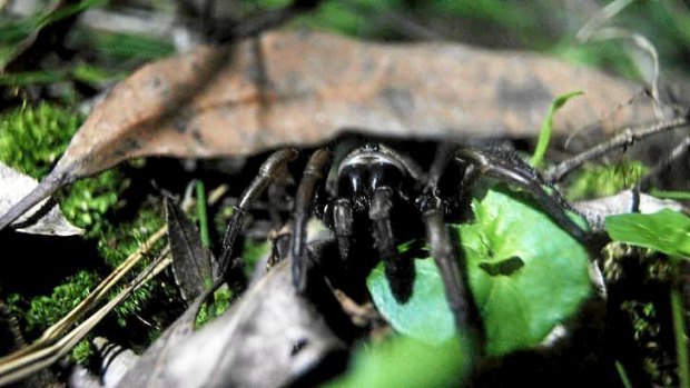 Venomous: A female funnel-web spider.