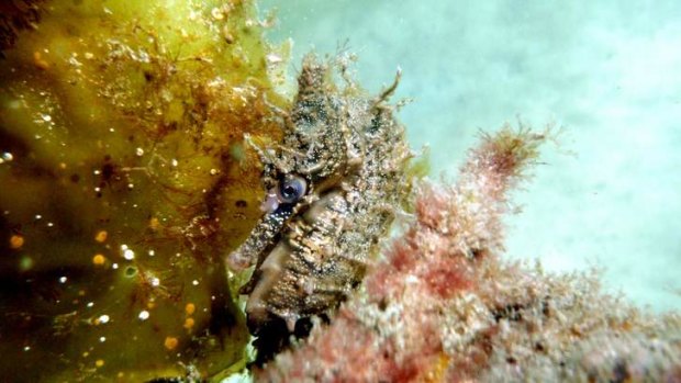 Enchanting: A White's seahorse swims five metres deep in Chowder Bay.