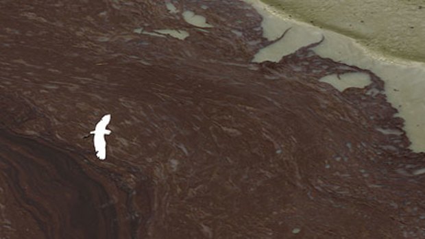 A bird flies over the slick in the Gulf of Mexico off the Louisiana coast.