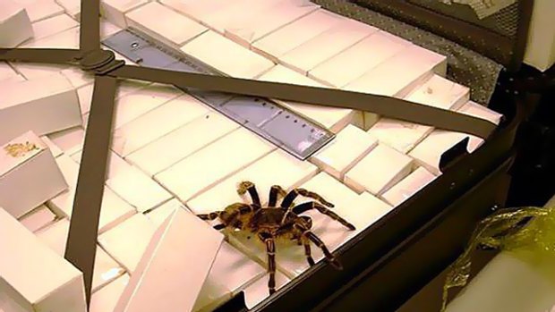 Creepy ... one of the 1000 spiders found in the British man's suitcase.