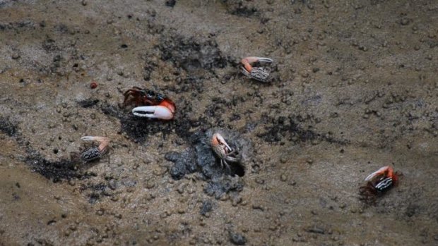 The wetlands are home to abundant wildlife, including these fiddler crabs.