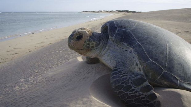 A turtle at Gnaraloo Station in Western Australia.