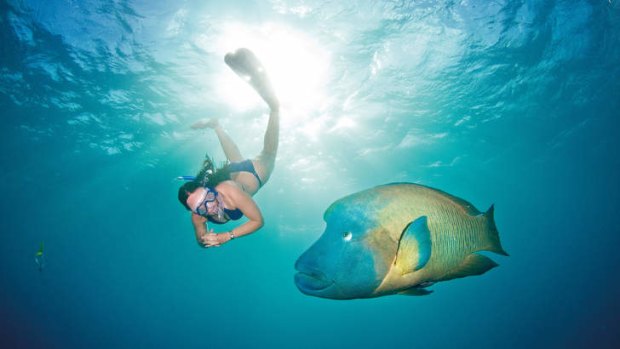A snorkeller with a murray wrasse.