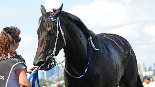 The new, err, pink: Racegoers revelled in the salmon racing colours of Black Caviar at Flemington yesterday after the champion mare's 10th straight win, a record-breaking run in the Newmarket Handicap.