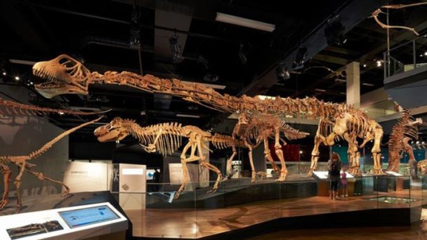 The Tarbosaurus and Mamenchisaurus on display at the Melbourne Museum.