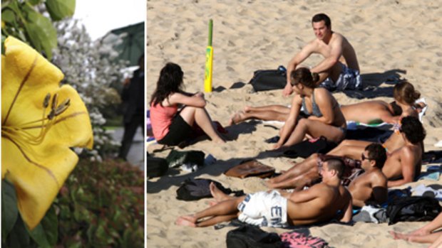 A golden chalice vine flower blooms unusually early at Melbourne's Botanic Gardens (left) and beachgoers at Wollongong at the weekend.