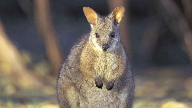 A Tammar wallaby