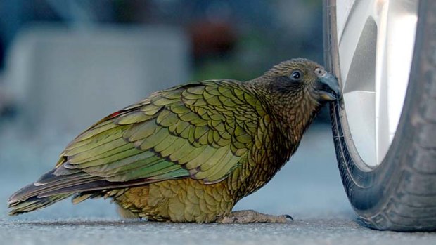 A kea in action ... the large New Zealand parrots are notorious for their cheeky and destructive behaviour.