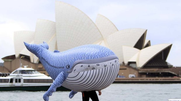 An inflatable humpback whale is taken on a stroll on the foreshore of the harbour in Sydney.
