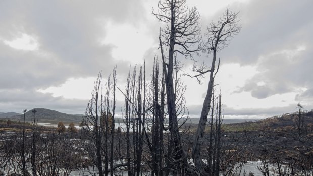 Burned pencil pines near Lake Mackenzie on the central plateau.