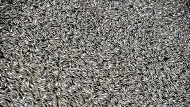 Millions of dead sardines float in a marina in Redondo Beach.