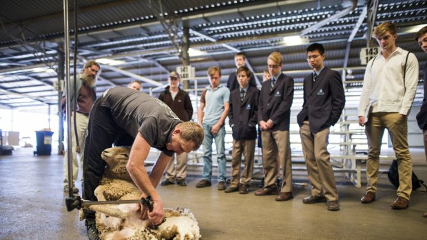 Agricultural Education Day at Exhibition Park in Canberra.
Shearer Ian Elkins gives a shearing demonstration to students from Karabar High School, Canberra Grammar, St Francis Xavier, and Kaleen High School. 