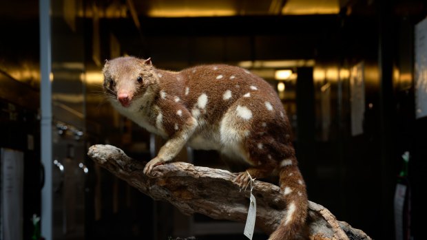 A specimen of <i>Dasyurus maculatas</i>, the tiger or spot-tailed quoll.