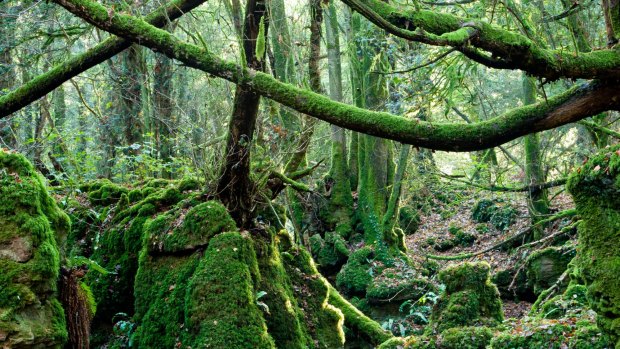 Middle-earth remembered: Puzzlewood in the Forest of Dean in Gloucestershire.
