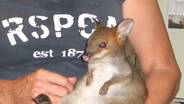 Wild ride ... the pademelon safe and sound in the arms of RSPCA Wildlife Coordinator Janet Gamble.