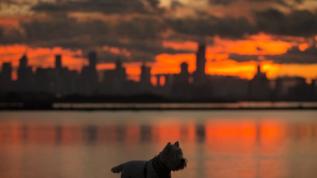 Toby the dog watches the sunrise from Williamstown