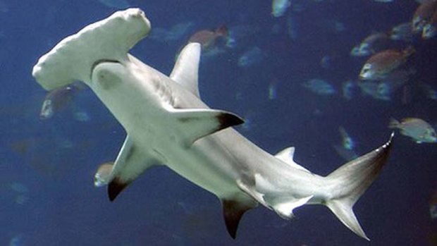 A hammerhead shark has been spotted off Perth's northern beaches.