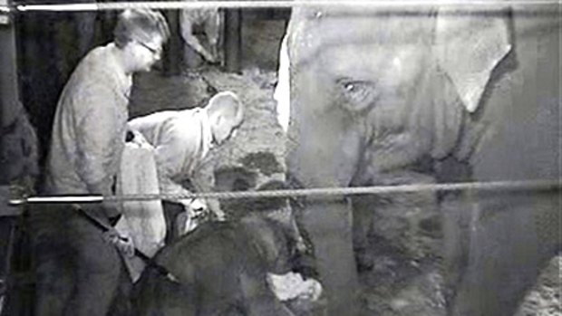 A CCTV image shows the newborn Asian elephant calf with its mother at Taronga Zoo.