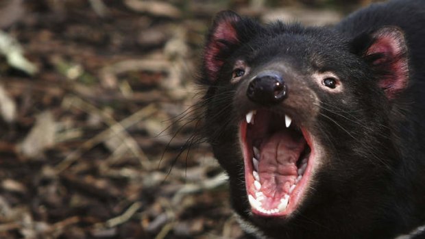 Protection plan: The second approved mine in Tarkine is subject to operation conditions which aim to protect the highly endangered Tasmanian Devil species.