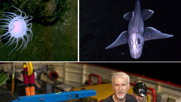 James Cameron with his Deep Sea Challenger ... diving down 11 kilometres to the Mariana Trench where the stalked anenome and the boneless deep-chimaera live.