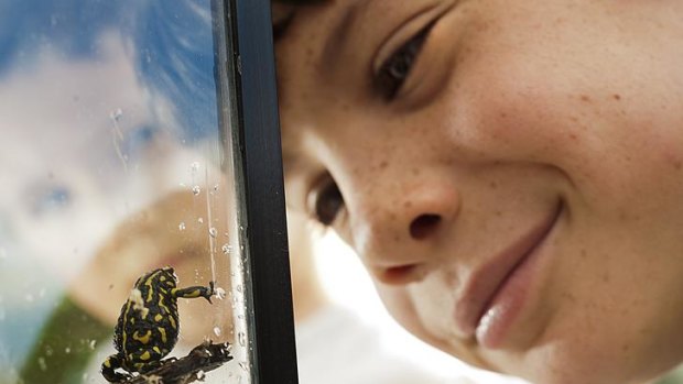 Eye to eye with an endangered Northern Corroboree frog, Ethan Laver, 8, from Sutton was one of the attendees at the recent Jerrabomberra Wetlands open day.