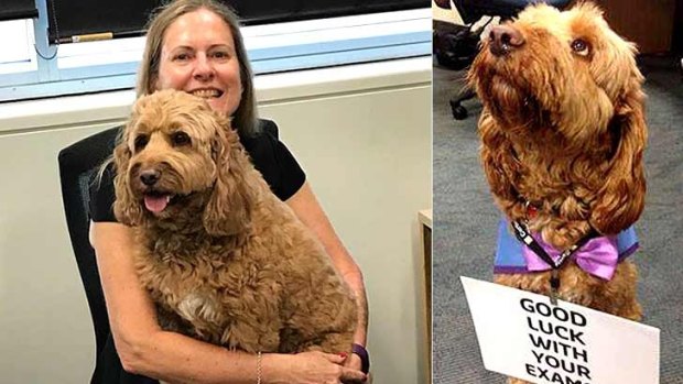 Barking mad: Wellness dog George and his owner Shirley Bode say goodbye.