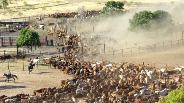 Culling ... Nico Botha, who owns Moola Bulla Station near Halls Creek in Western Australia, said he needed to cull his herd by 3000.